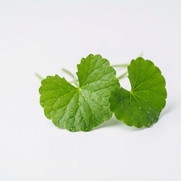 Centella asiatica